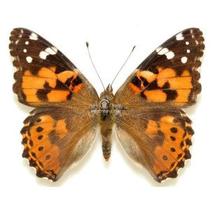 VANESSA CARDUI